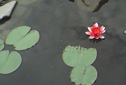 lily.jpg (31276 bytes)